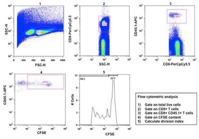 CD45.1 Antibody in Flow Cytometry (Flow)