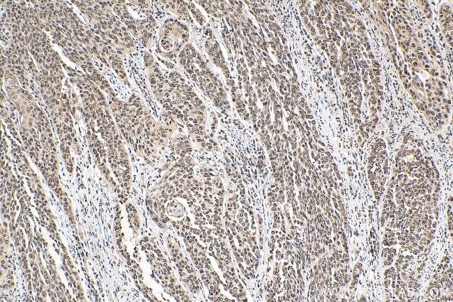 Histone-H3 Antibody in Immunohistochemistry (Paraffin) (IHC (P))