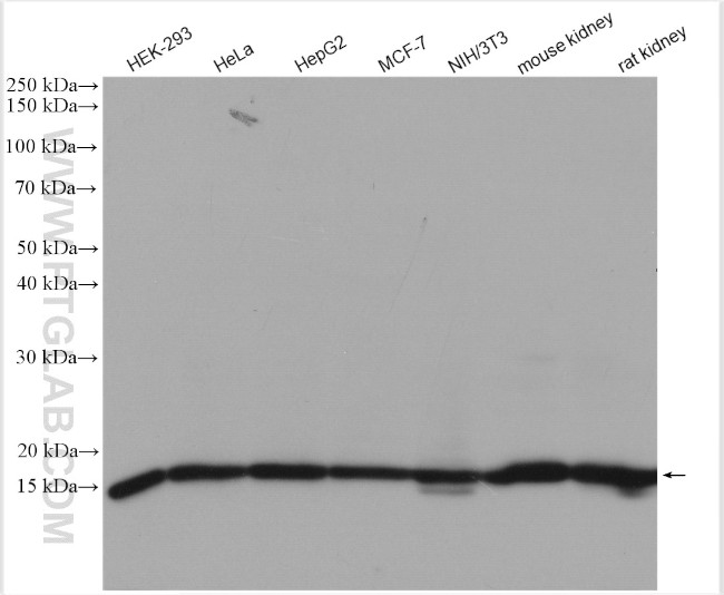 Histone-H3 Antibody in Western Blot (WB)