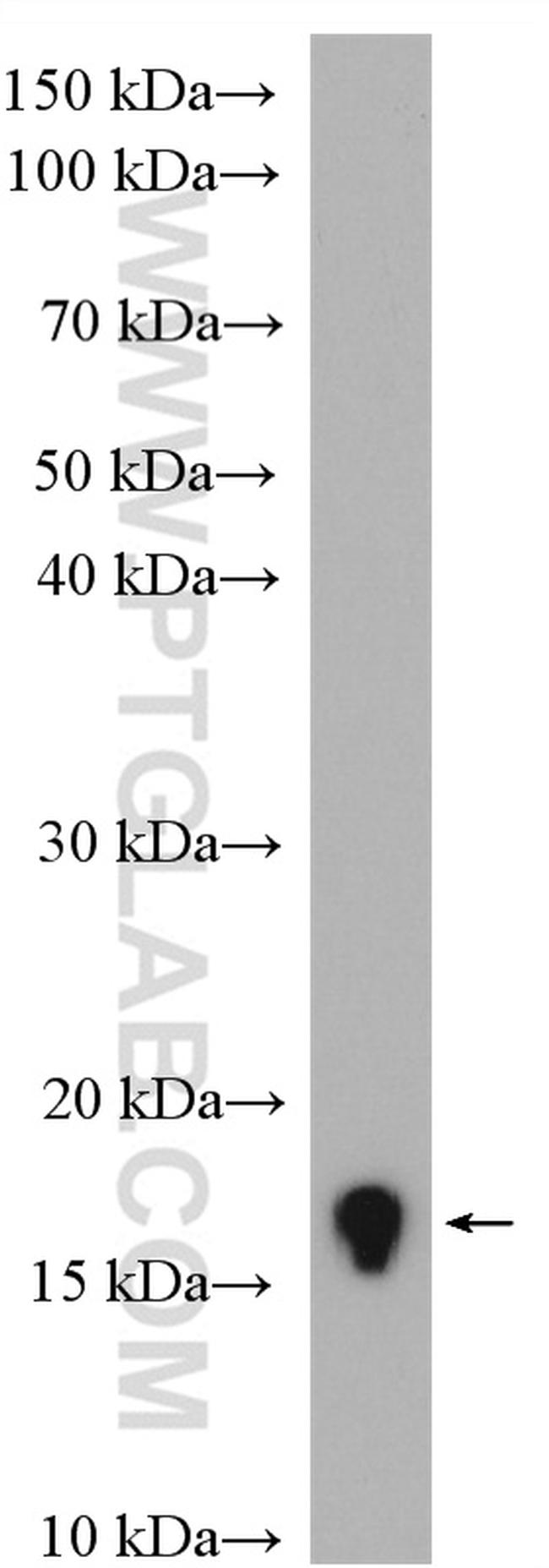 Histone-H3 Antibody in Western Blot (WB)