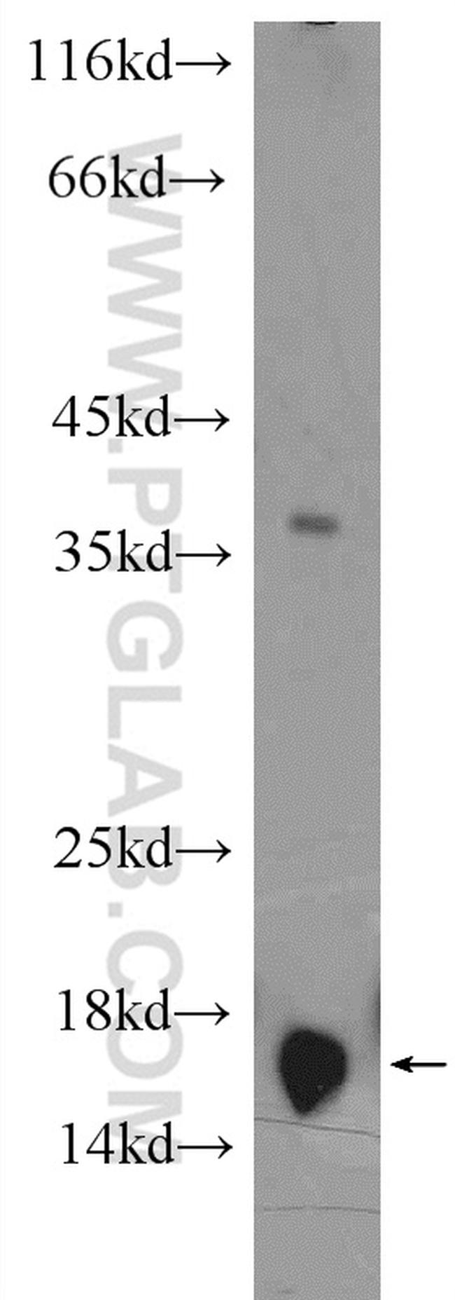 Histone-H3 Antibody in Western Blot (WB)