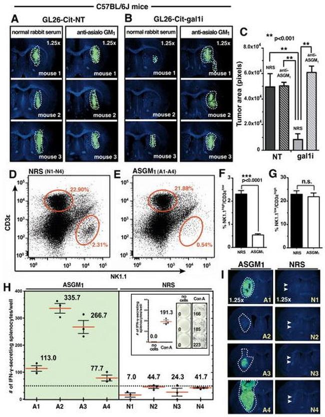 NK1.1 Antibody in Flow Cytometry (Flow)