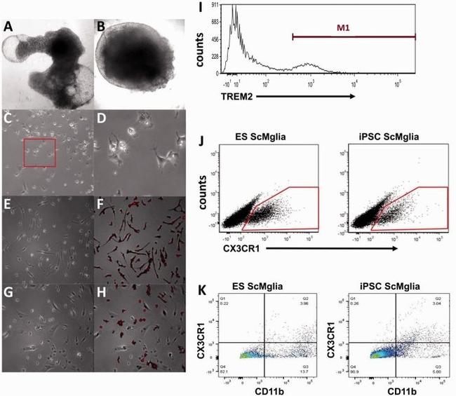 CX3CR1 Antibody in Flow Cytometry (Flow)