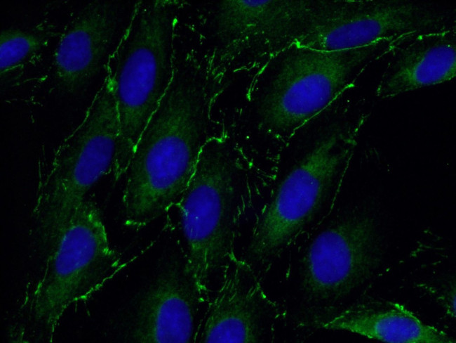 ZO-1 Antibody in Immunocytochemistry (ICC/IF)