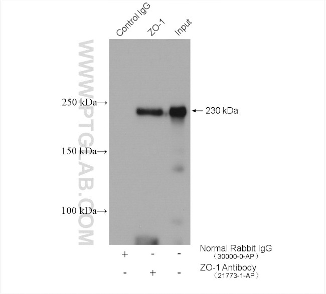 ZO-1 Antibody in Immunoprecipitation (IP)