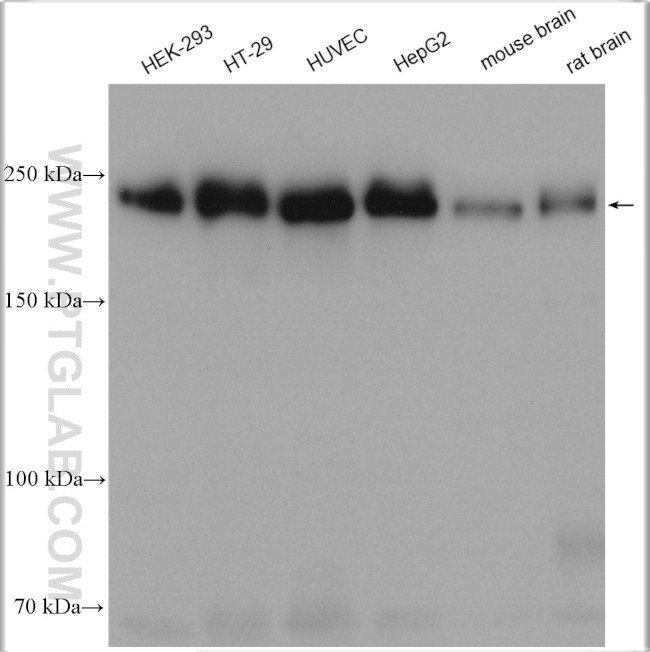 ZO-1 Antibody in Western Blot (WB)