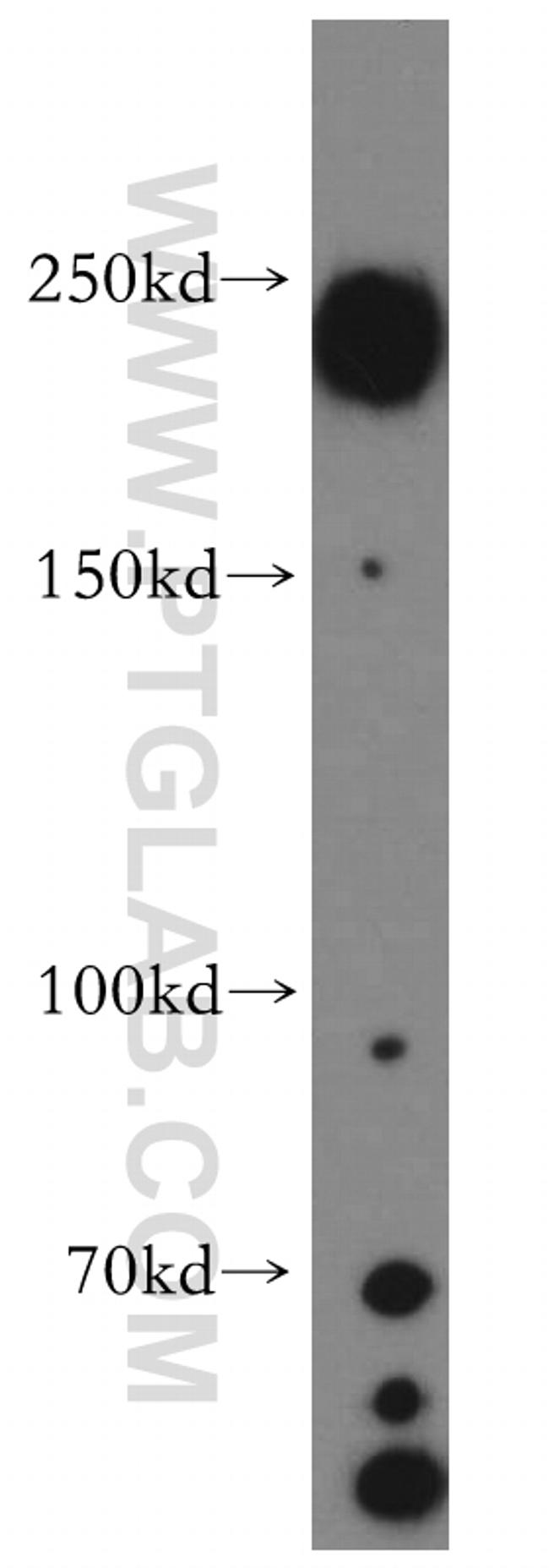 ZO-1 Antibody in Western Blot (WB)