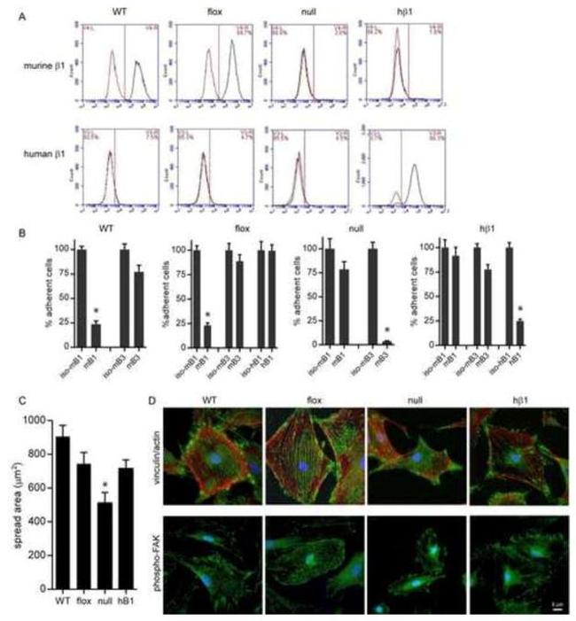 CD29 (Integrin beta 1) Antibody in Flow Cytometry (Flow)