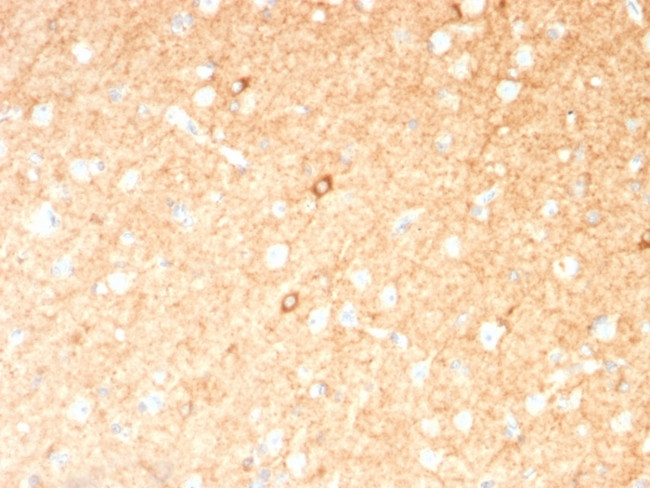 GAD1/GAD67 Antibody in Immunohistochemistry (Paraffin) (IHC (P))