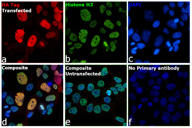 HA Tag Antibody in Immunocytochemistry (ICC/IF)