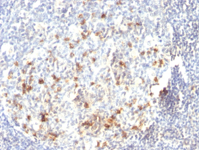 CD57/B3GAT1 (Natural Killer Cell Marker) Antibody in Immunohistochemistry (Paraffin) (IHC (P))