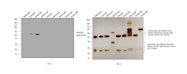 Goat IgG (H+L) Secondary Antibody in Western Blot (WB)