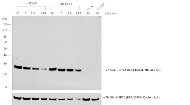 Mouse IgG (H+L) Secondary Antibody in Western Blot (WB)