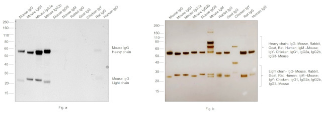 Mouse IgG (H+L) Secondary Antibody in Western Blot (WB)