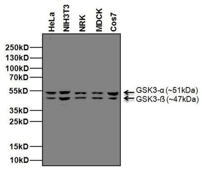 Mouse IgG (H+L) Secondary Antibody in Western Blot (WB)