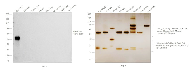 Rabbit IgG (H+L) Cross-Adsorbed Secondary Antibody in Western Blot (WB)