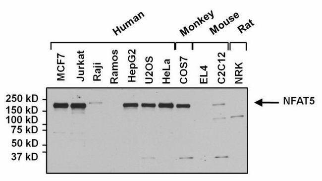 Rabbit IgG (H+L) Secondary Antibody in Western Blot (WB)