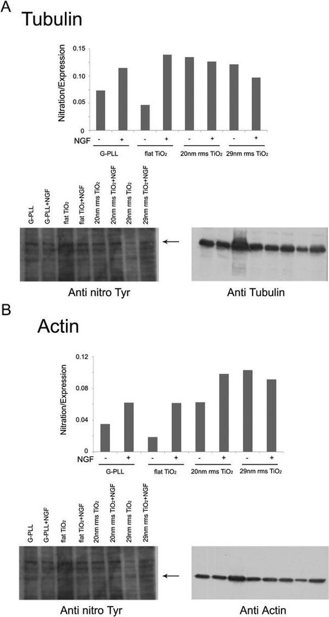 Nitrotyrosine Antibody in Western Blot (WB)