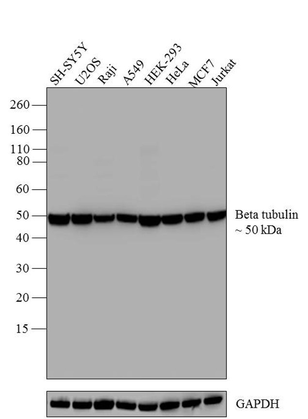 beta Tubulin Antibody in Western Blot (WB)