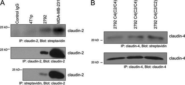 Claudin 2 Antibody in Western Blot, Immunoprecipitation (WB, IP)