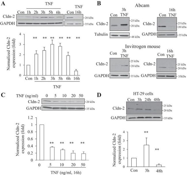 Claudin 2 Antibody in Western Blot (WB)