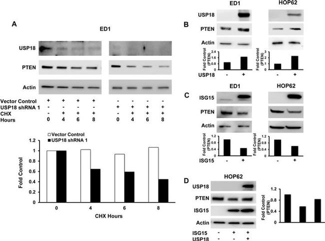 PTEN Antibody in Western Blot (WB)