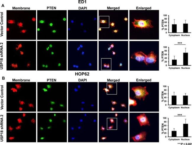 PTEN Antibody in Immunocytochemistry (ICC/IF)