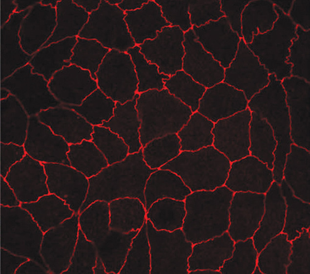 ZO-1 Antibody in Immunocytochemistry (ICC/IF)