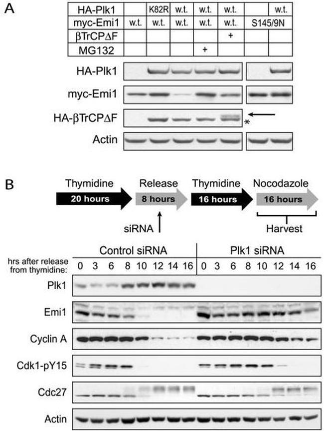 CD45.2 Antibody in Western Blot (WB)