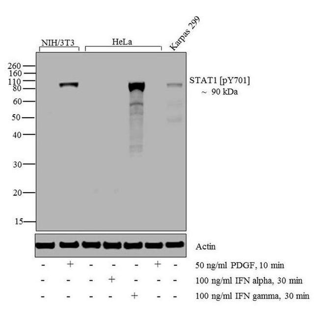 Phospho-STAT1 (Tyr701) Antibody in Western Blot (WB)