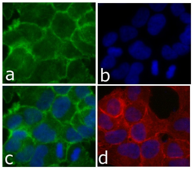 N-cadherin Antibody in Immunocytochemistry (ICC/IF)