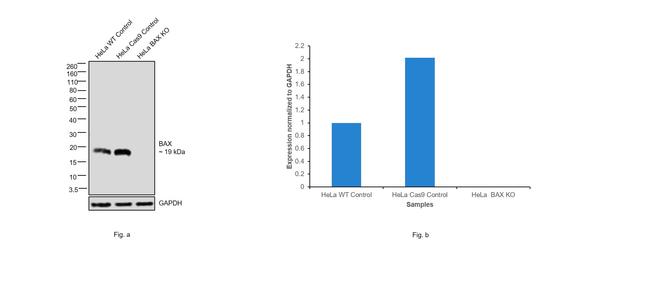 Bax Antibody in Western Blot (WB)