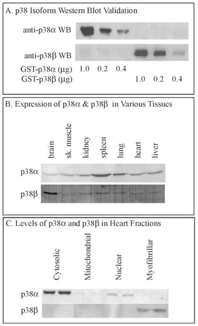 p38 MAPK beta Antibody in Western Blot (WB)