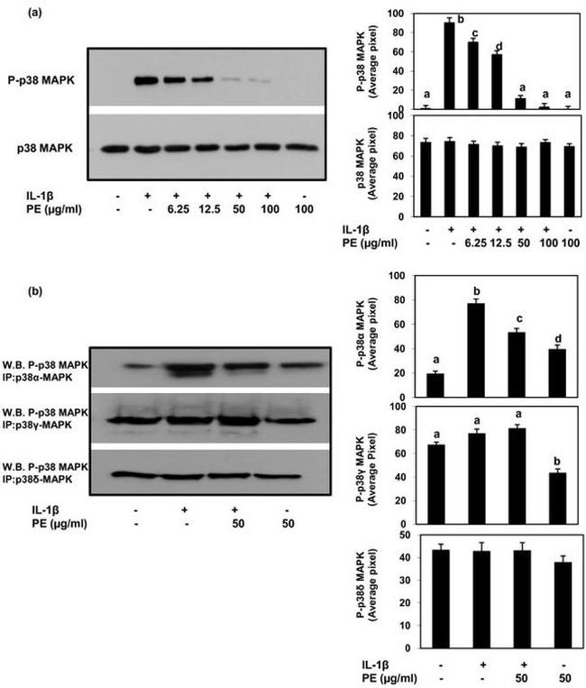 p38 MAPK beta Antibody in Western Blot, Immunoprecipitation (WB, IP)