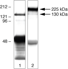 ZO-1 Antibody in Western Blot (WB)