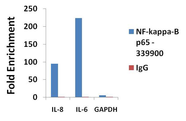 NFkB p65 Antibody in ChIP Assay (ChIP)