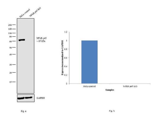 NFkB p65 Antibody in Western Blot (WB)