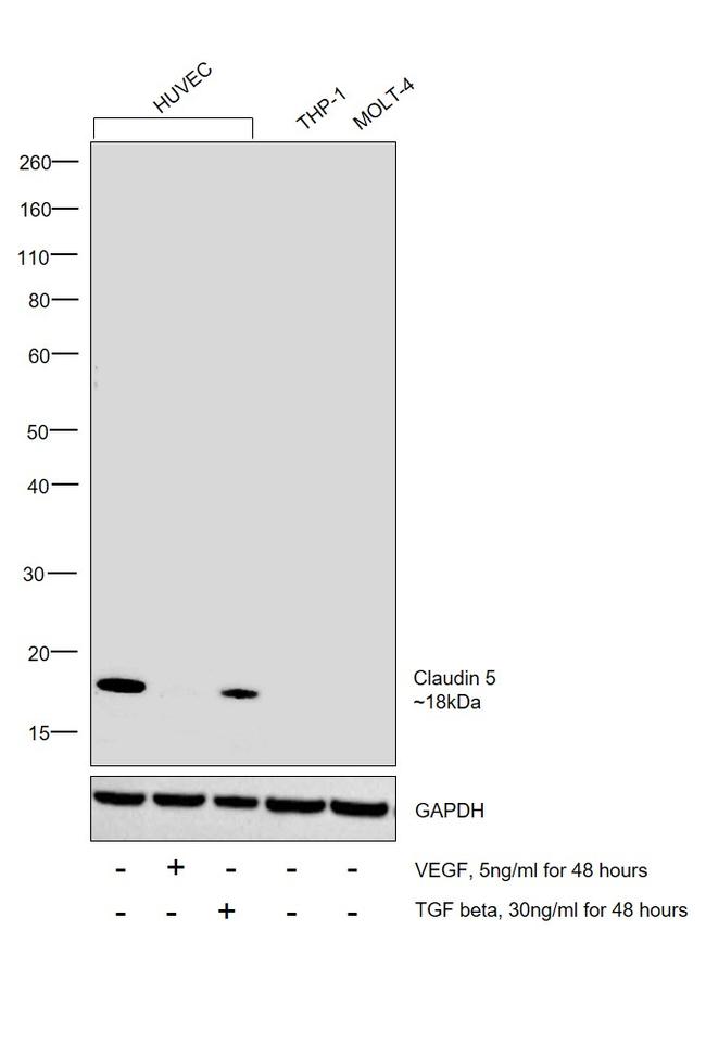 Claudin 5 Antibody