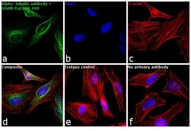 Rabbit IgG (H+L) Cross-Adsorbed Secondary Antibody in Immunocytochemistry (ICC/IF)