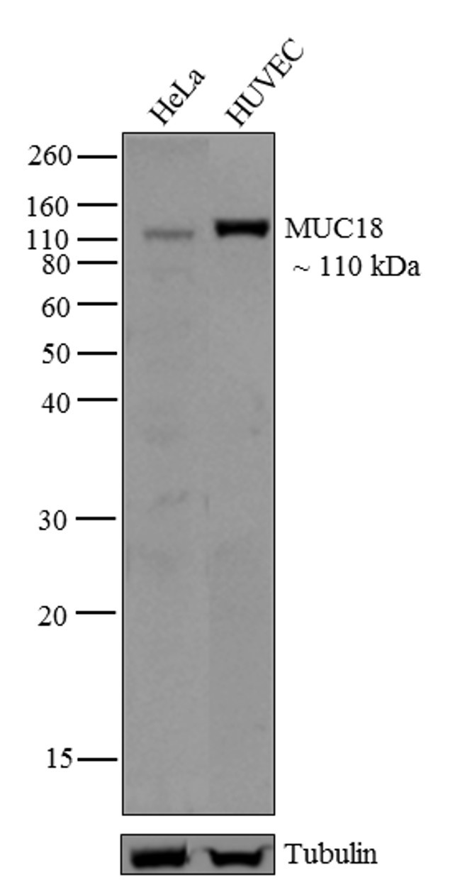 CD146 Antibody in Western Blot (WB)