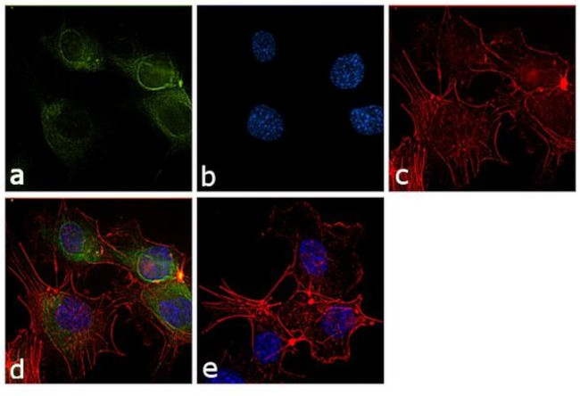 COX2 Antibody in Immunocytochemistry (ICC/IF)