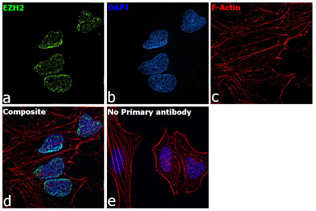 EZH2 Antibody in Immunocytochemistry (ICC/IF)