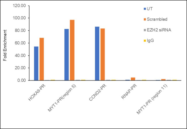 EZH2 Antibody