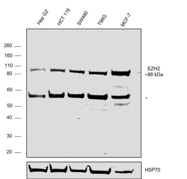 EZH2 Antibody in Western Blot (WB)