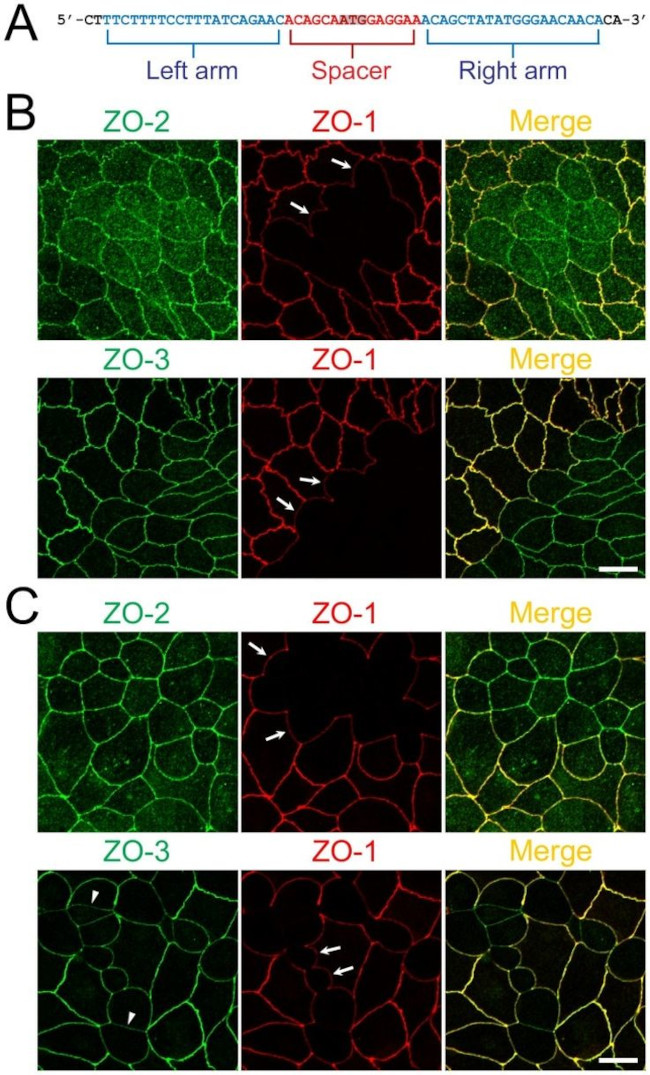 ZO-2 Antibody in Immunocytochemistry (ICC/IF)