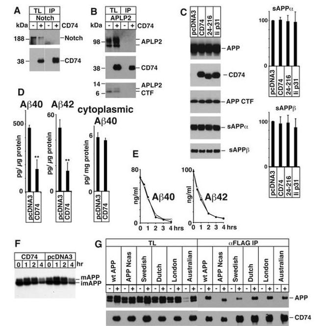 beta Amyloid Antibody in Western Blot (WB)