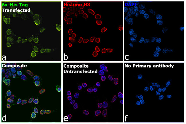 6x-His Tag Antibody in Immunocytochemistry (ICC/IF)