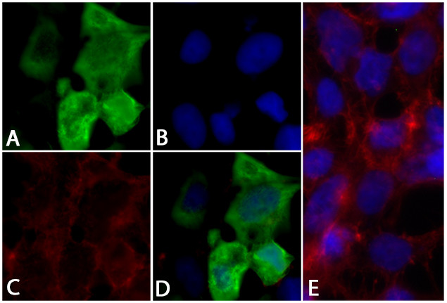 6x-His Tag Antibody in Immunocytochemistry (ICC/IF)