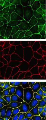 ZO-2 Antibody in Immunocytochemistry (ICC/IF)