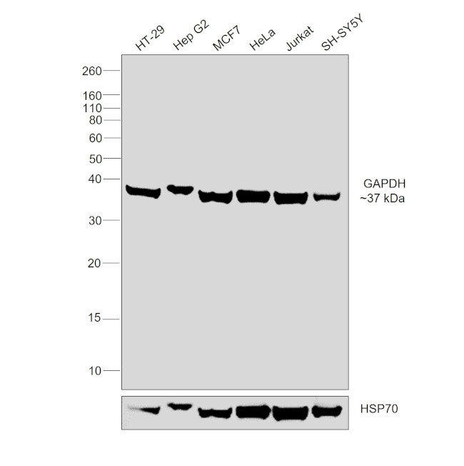 GAPDH Antibody in Western Blot (WB)